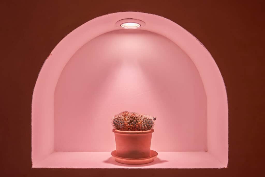 cactus éclairé et spa romantique